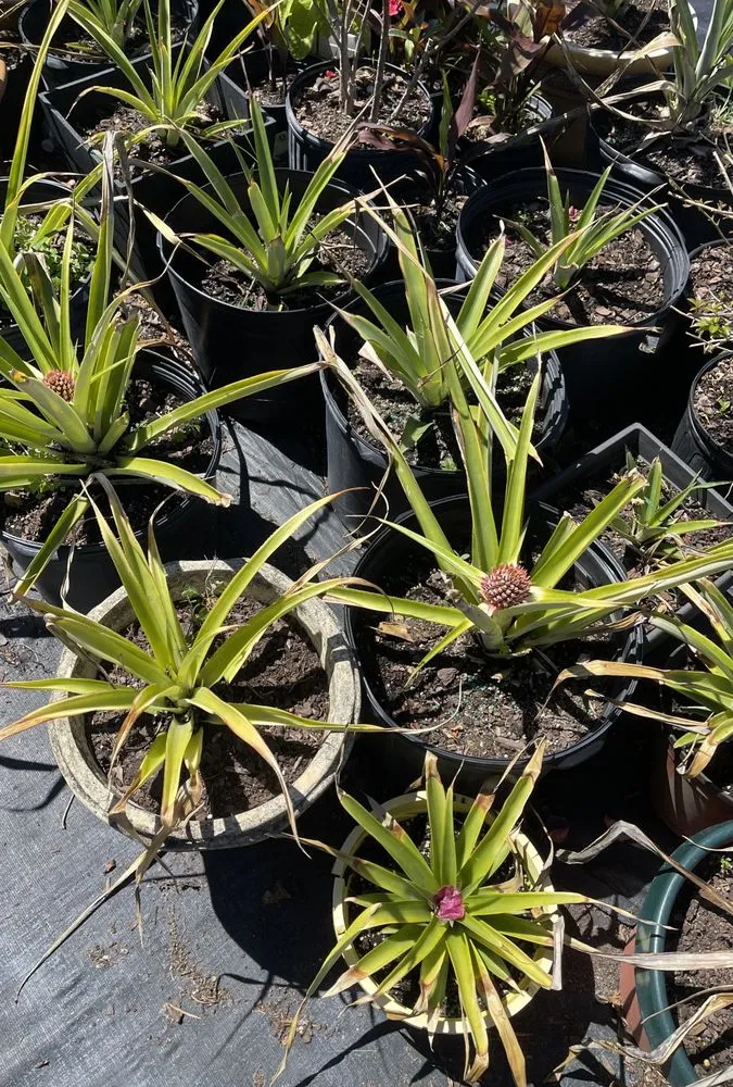 Trusted landscape design experts serving West Melbourne, FL - Pena's Lawn & Landscaping