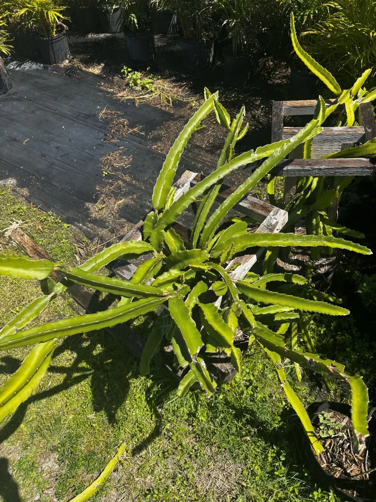 Trusted landscape design experts serving West Melbourne, FL - Pena's Lawn & Landscaping