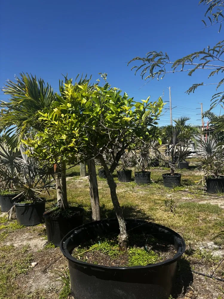 Affordable residential landscaping in West Melbourne, FL - Pena's Lawn & Landscaping