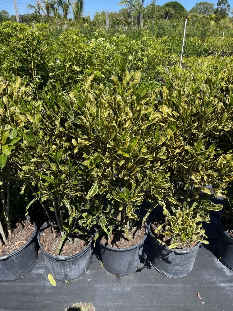 Local yard cleanup service in West Melbourne, FL by Pena's Lawn & Landscaping