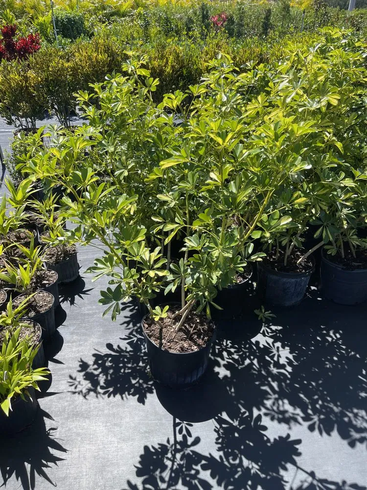 Local yard maintenance for beautiful yards across West Melbourne, FL - Pena's Lawn & Landscaping