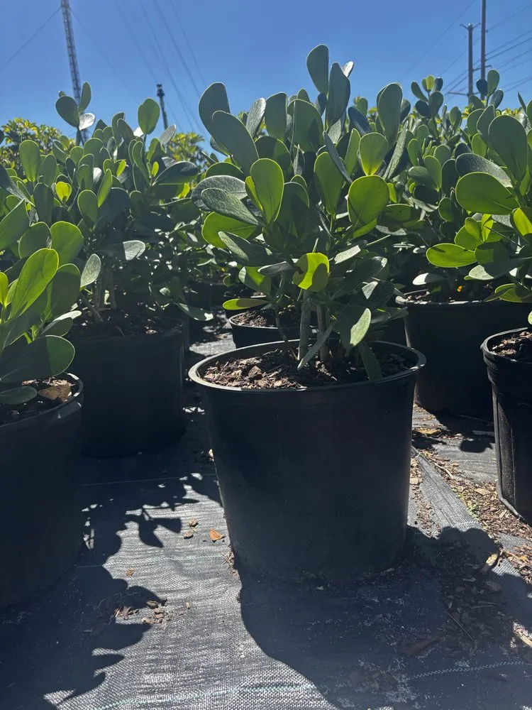 Reliable yard cleanup service with custom design in West Melbourne, FL by Pena's Lawn & Landscaping