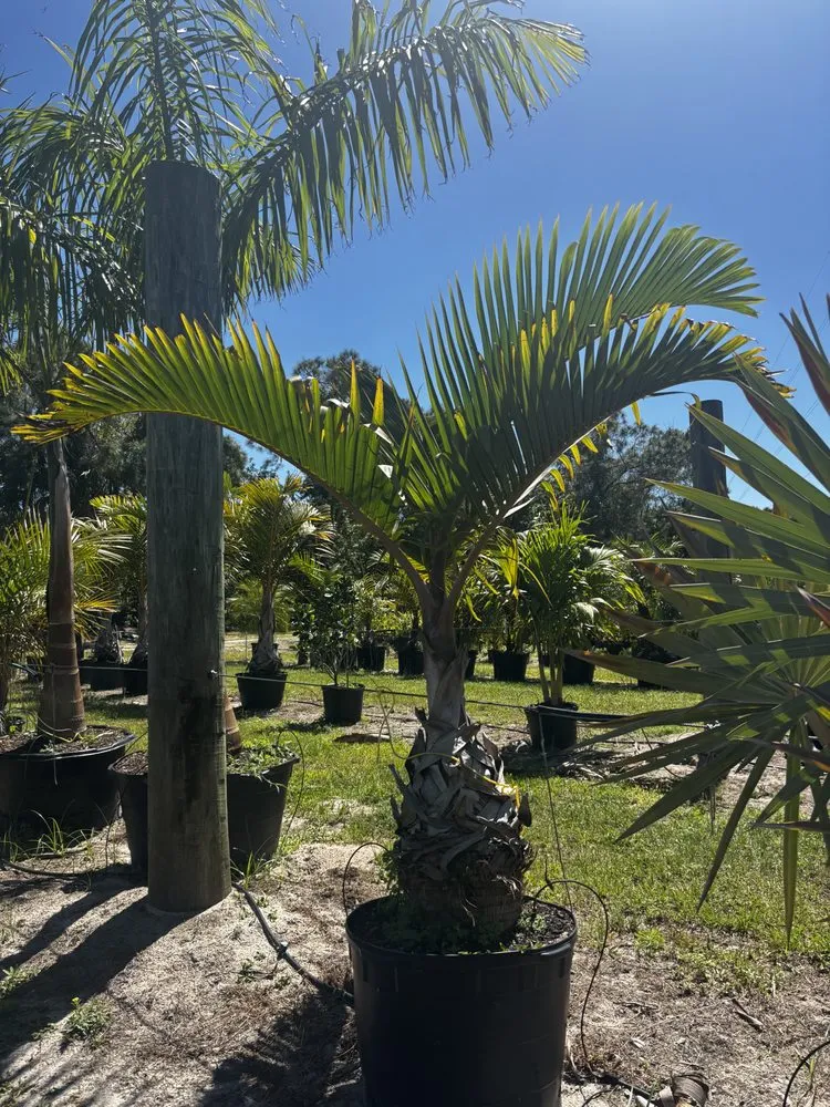 Affordable lawn mowing service experts serving West Melbourne, FL - Pena's Lawn & Landscaping