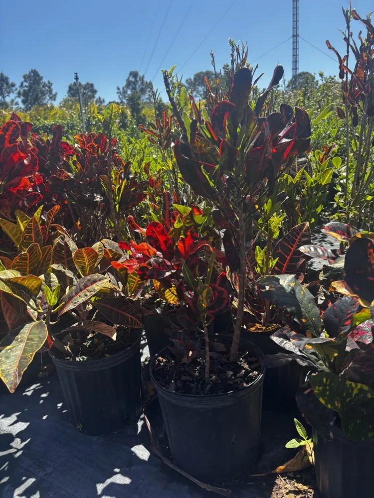 Custom landscaping services for outdoor upgrades in West Melbourne, FL by Pena's Lawn & Landscaping