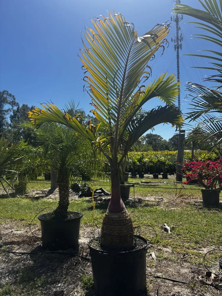 Custom landscaping services in West Melbourne, FL by Pena's Lawn & Landscaping