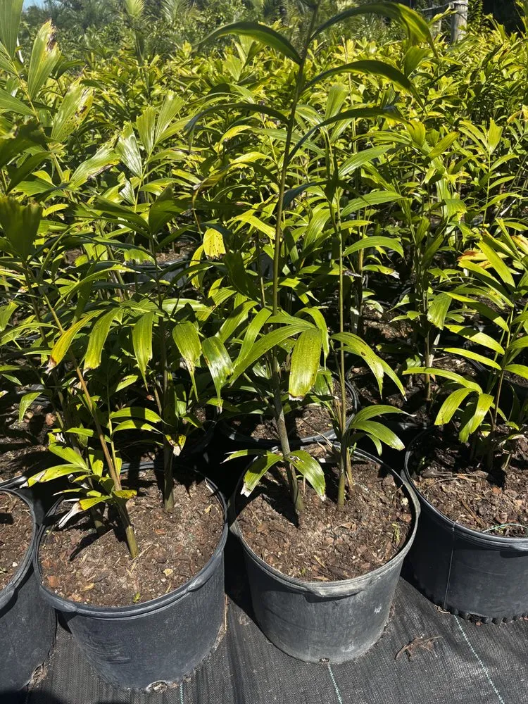 Reliable landscape design for homes across West Melbourne, FL - Pena's Lawn & Landscaping