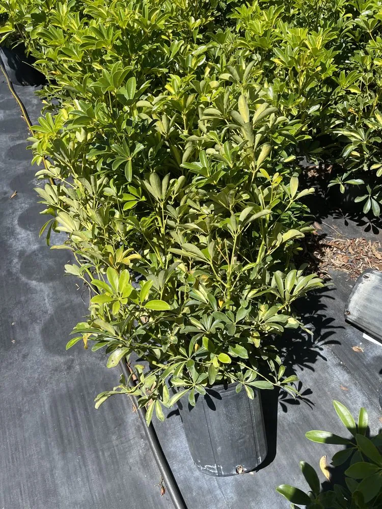 Local landscaping services for residential properties across West Melbourne, FL - Pena's Lawn & Landscaping