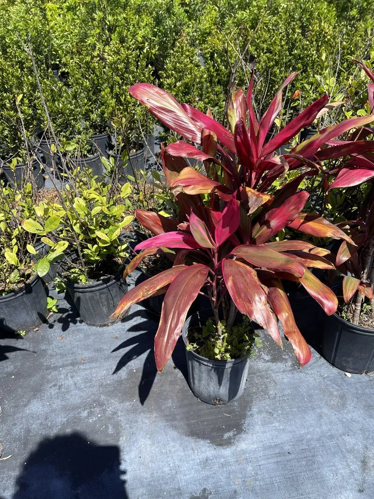 Affordable lawn mowing service experts serving West Melbourne, FL - Pena's Lawn & Landscaping