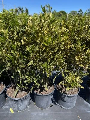 Pena's Lawn & Landscaping