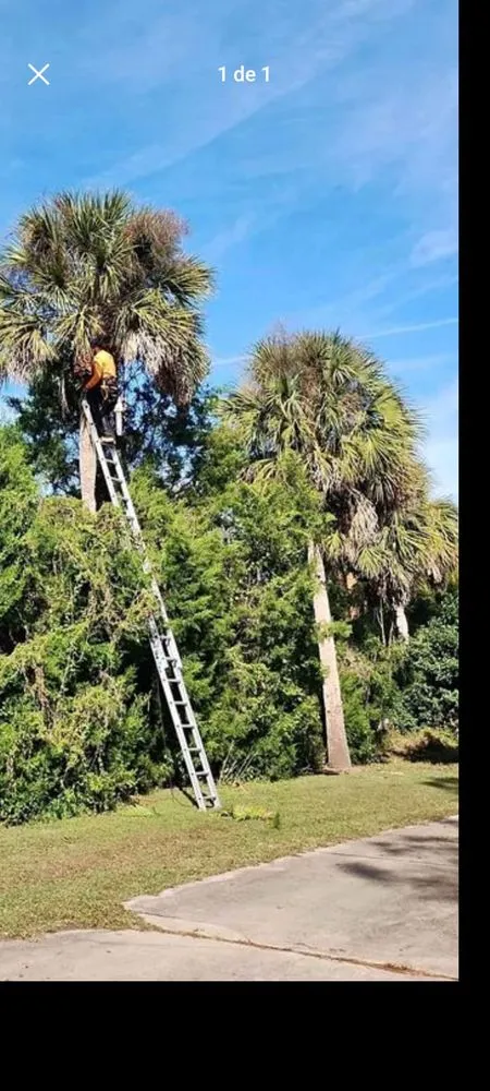 Custom landscaping services in Melbourne, FL - Pena's Lawns Services