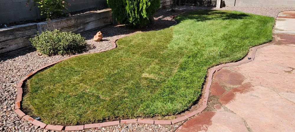 Local yard cleanup service in Albuquerque, NM by Penguin ABQ