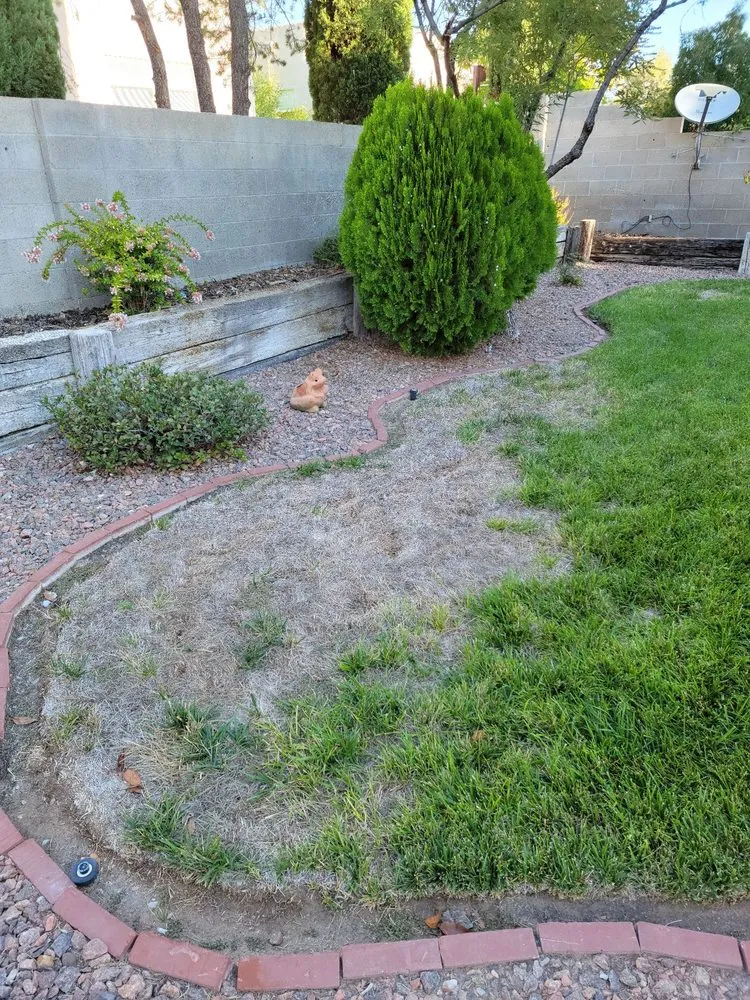 Local lawn mowing service near you across Albuquerque, NM - Penguin ABQ