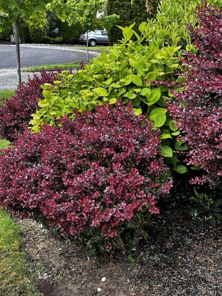 Professional landscape design for homes in Newcastle, WA by Peniel Landscape