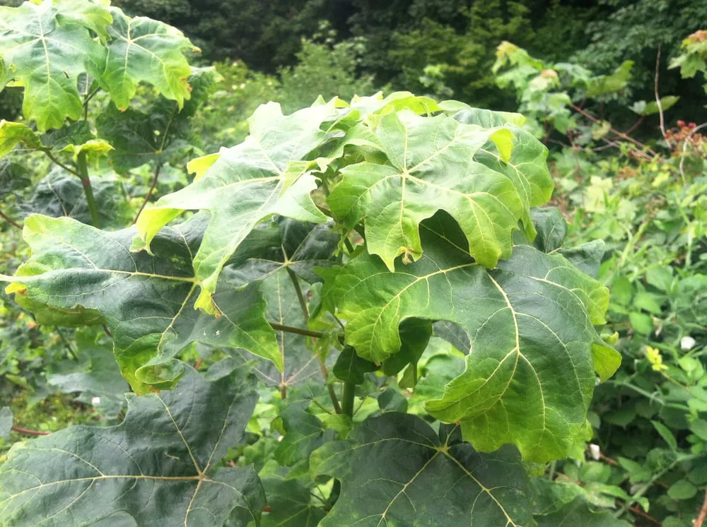 Professional yard cleanup service for residential properties in Port Angeles, WA by Peninsula Environmental Group