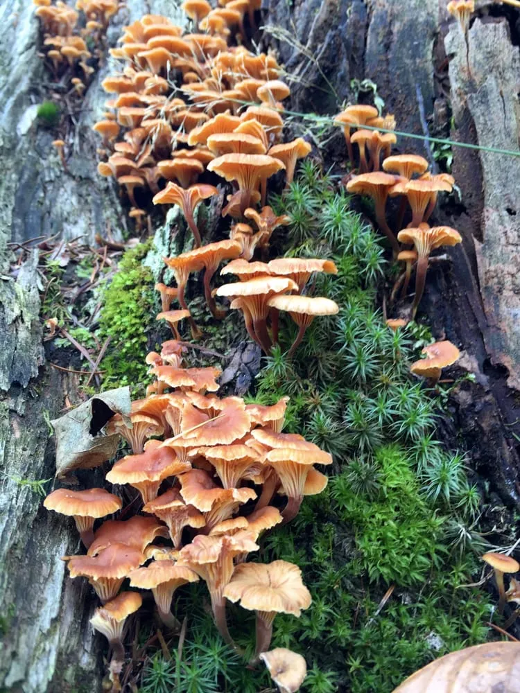 Local yard cleanup service in Port Angeles, WA - Peninsula Environmental Group