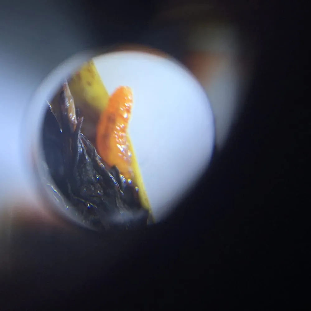 Custom yard cleanup service near you in Port Angeles, WA by Peninsula Environmental Group