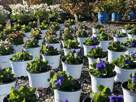 Peninsula Hardwood Mulch Logo