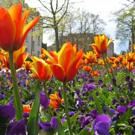 Reliable outdoor landscaping experts serving Yorktown, VA - Peninsula Hardwood Mulch