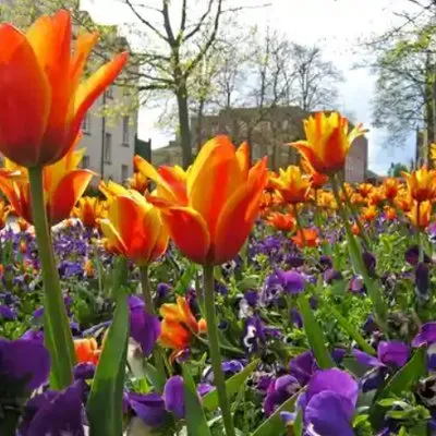 Peninsula Hardwood Mulch Logo