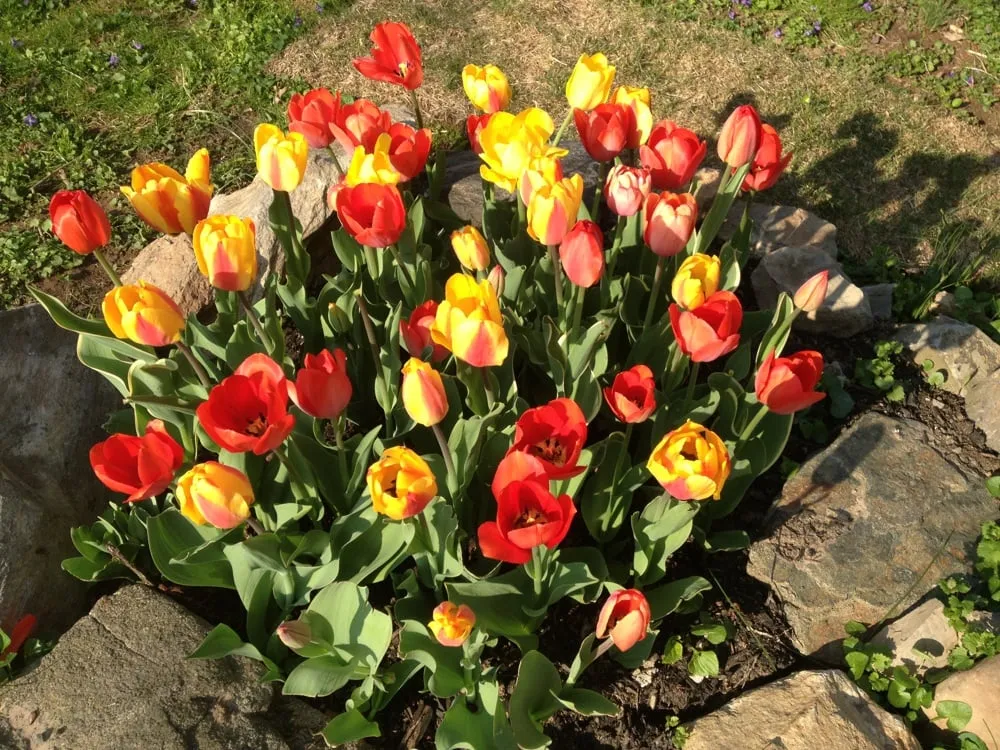 Affordable landscaping services for homes across Bucks, PA - PennGreen Landscape & Design