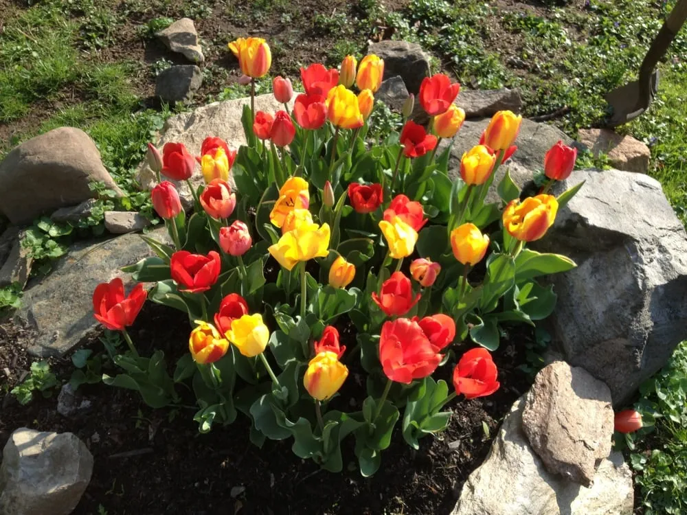 Reliable lawn care service in Bucks, PA by PennGreen Landscape & Design