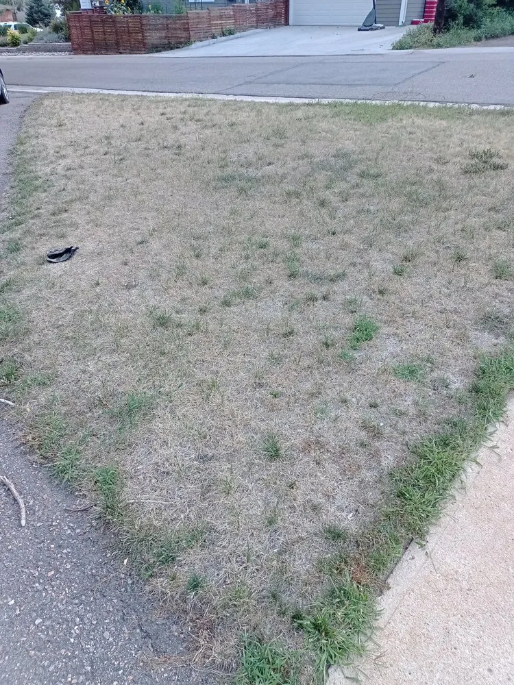 Trusted yard maintenance in Madison, GA by Pennington's Smart Seed