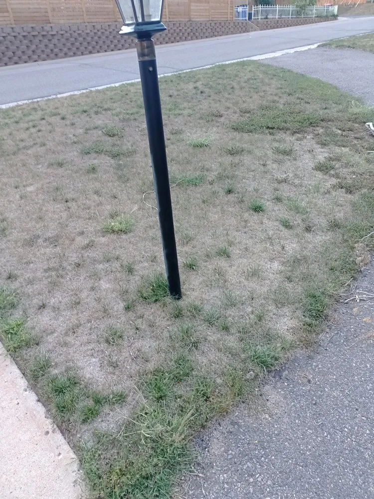 Expert landscaping services for beautiful yards across Madison, GA - Pennington's Smart Seed