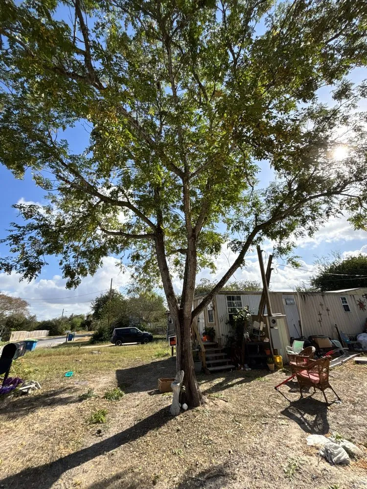 Expert yard cleanup service in Beeville, TX by Pennys Handy Service