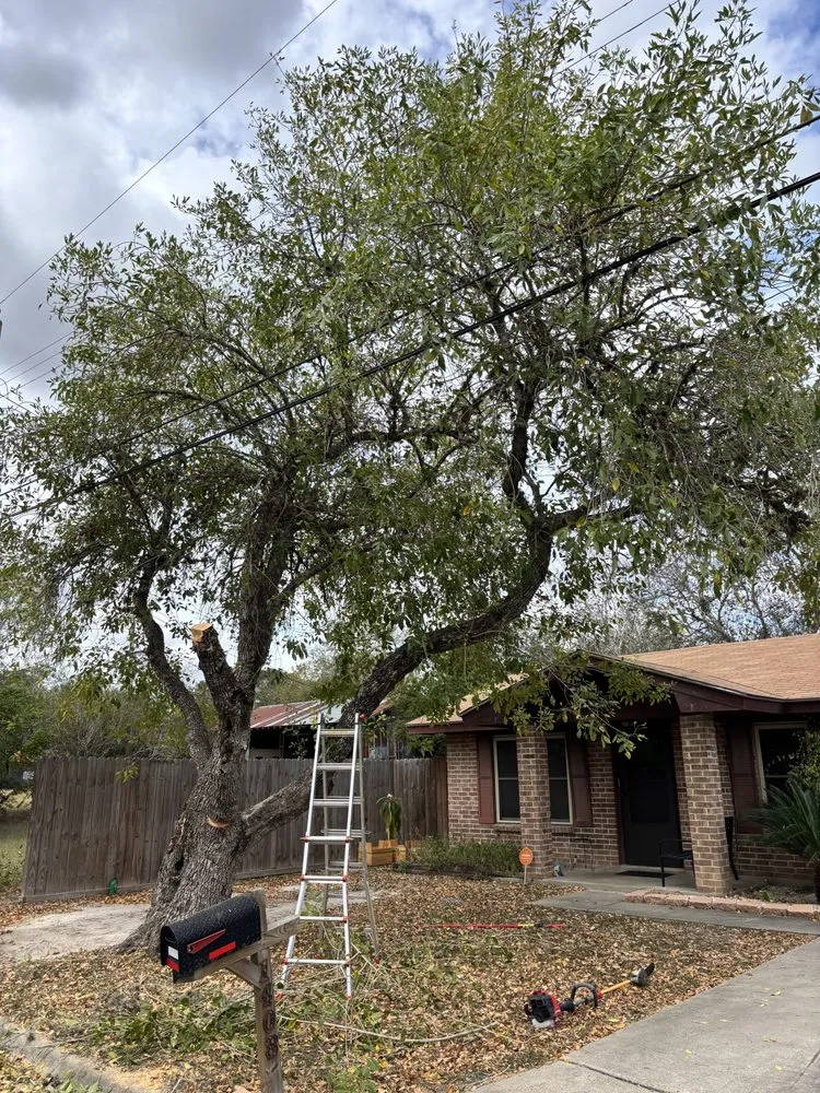 Top-rated landscaping services near you in Beeville, TX by Pennys Handy Service