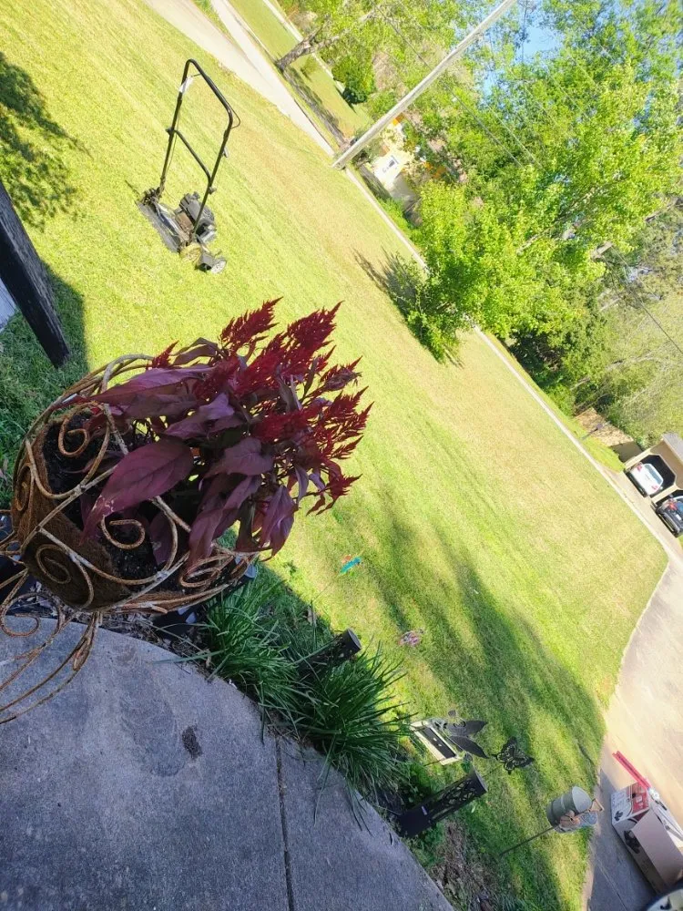 Reliable lawn mowing service in Woodstock, GA - Pennys Way Painting Pressure Washing and Lawn Care