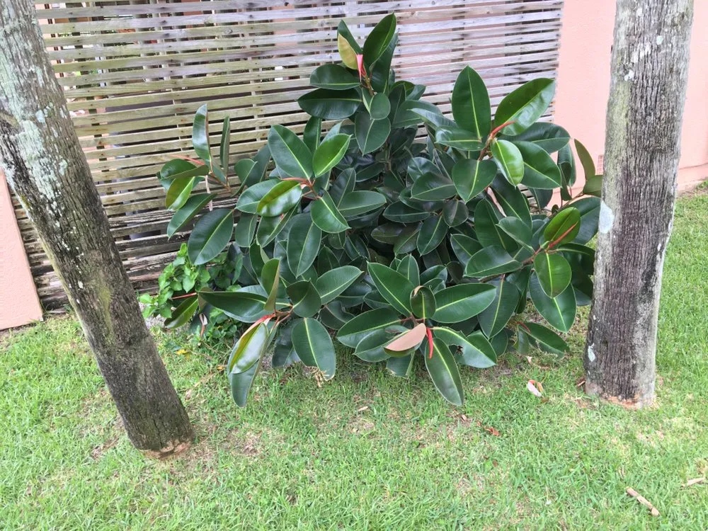 Expert lawn mowing service in Pensacola Beach, FL by Pensacola Beach Lawn Care