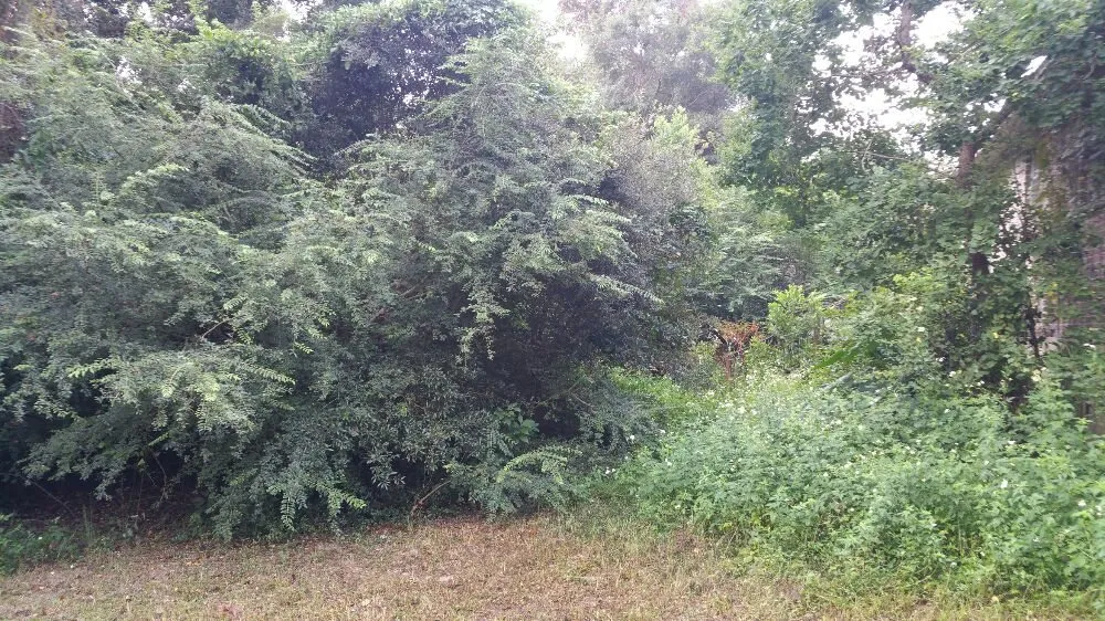 Expert lawn mowing service for beautiful yards across Pensacola, FL - Pensacola Lawn and Tree