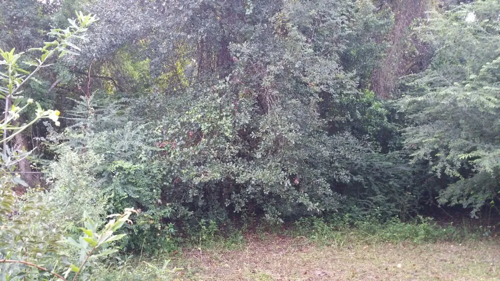 Top-rated landscape installation in Pensacola, FL - Pensacola Lawn and Tree