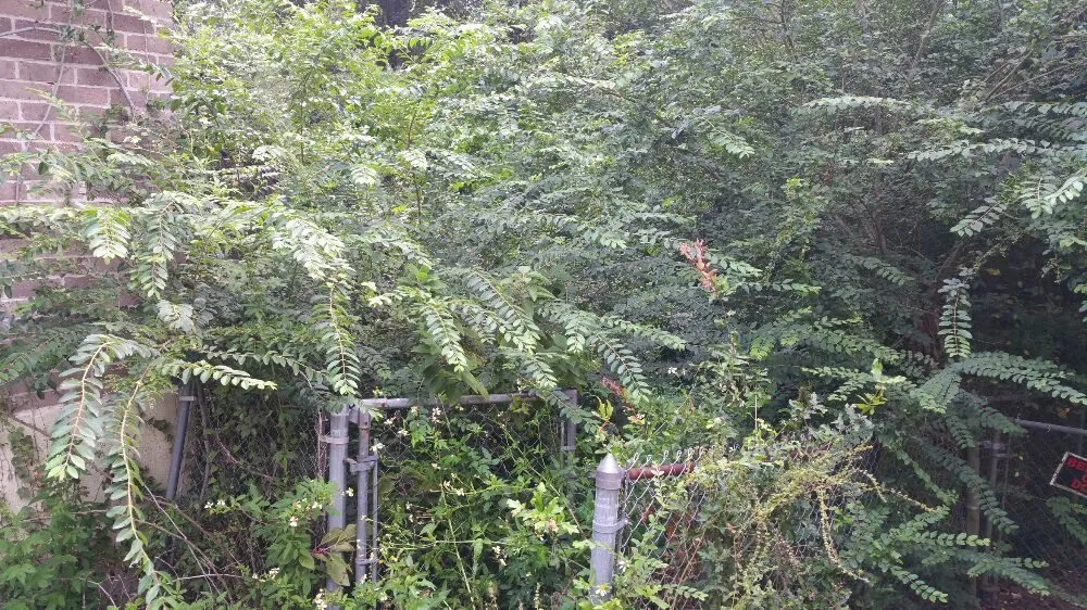 Local landscape installation experts serving Pensacola, FL - Pensacola Lawn and Tree