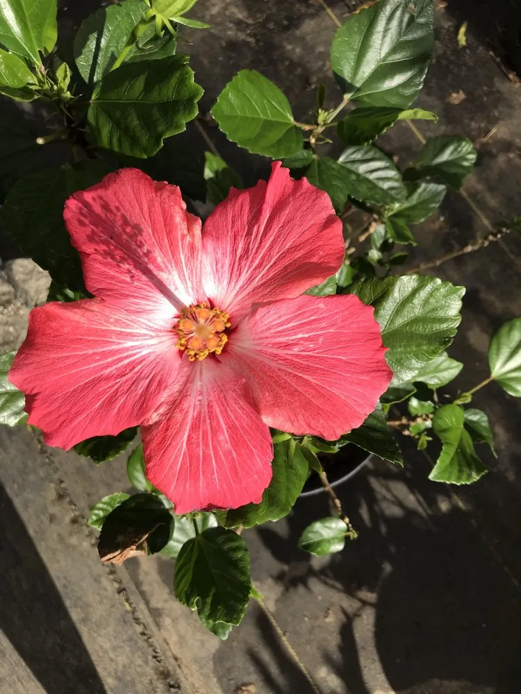 Expert residential landscaping for homes across Pensacola, FL - Pensacola Seed & Garden North