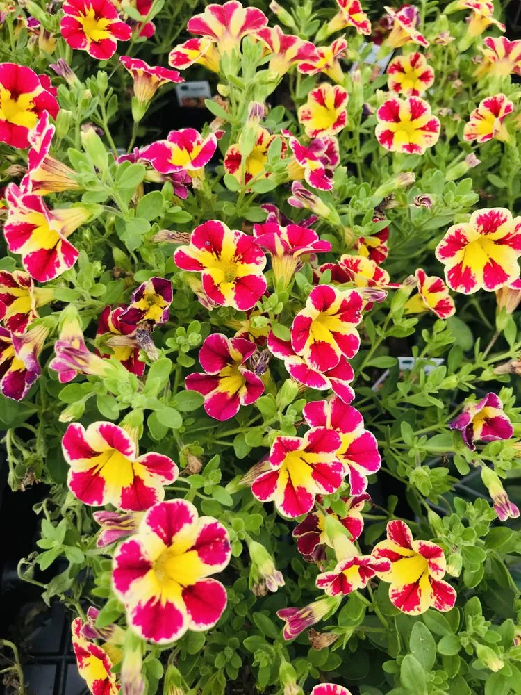 Reliable landscape design experts serving Pensacola, FL - Pensacola Seed & Garden North