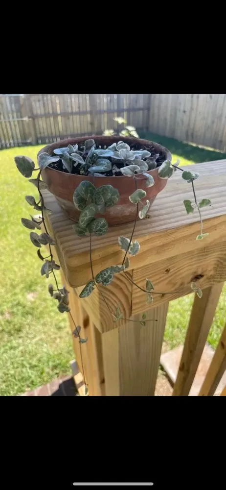 Reliable landscape design for homes across Pensacola, FL - Pensacola Seed & Garden North