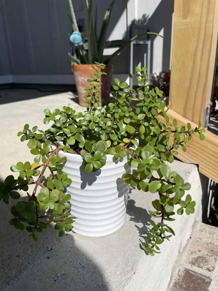 Custom residential landscaping in Pensacola, FL - Pensacola Seed & Garden North