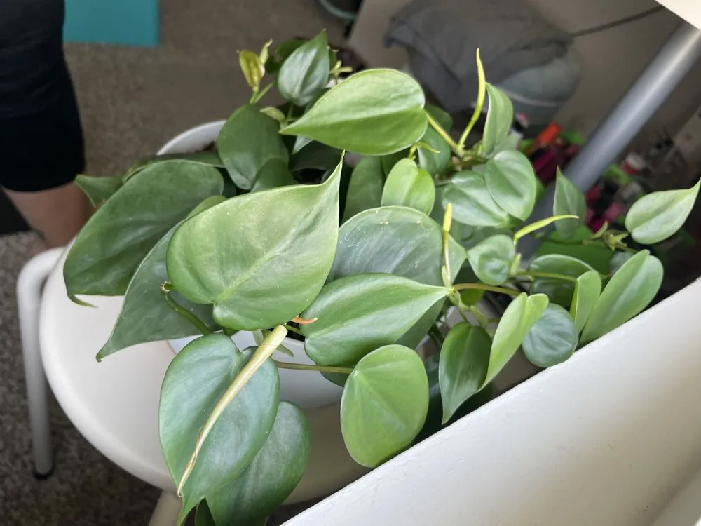 Custom landscaping services in Pensacola, FL by Pensacola Seed & Garden North