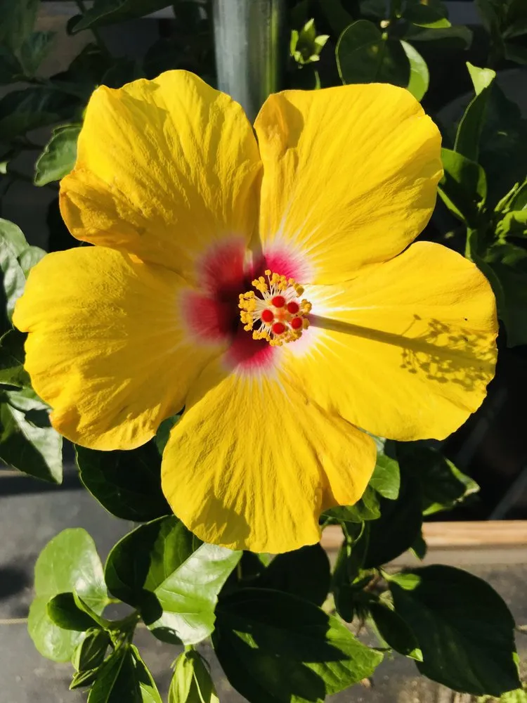 Custom lawn care service with custom design in Pensacola, FL by Pensacola Seed & Garden North