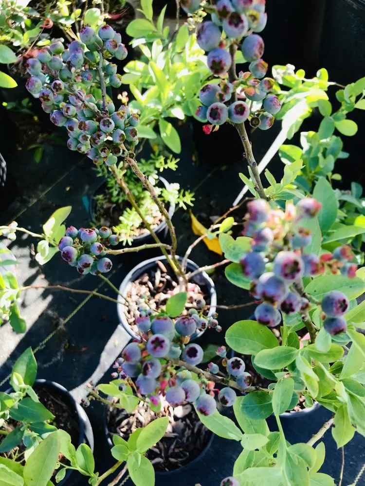 Trusted lawn mowing service in Pensacola, FL by Pensacola Seed & Garden North