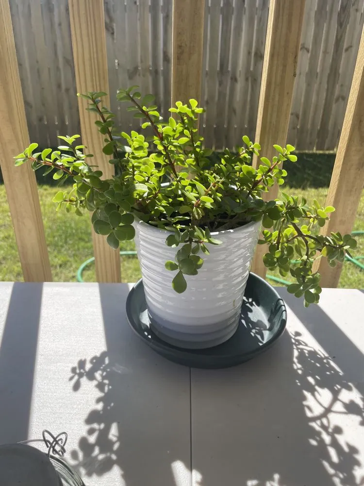 Affordable garden landscaping in Pensacola, FL - Pensacola Seed & Garden North