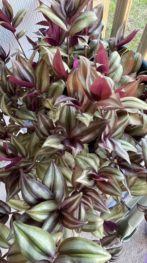 Reliable residential landscaping in Pensacola, FL - Pensacola Seed & Garden North