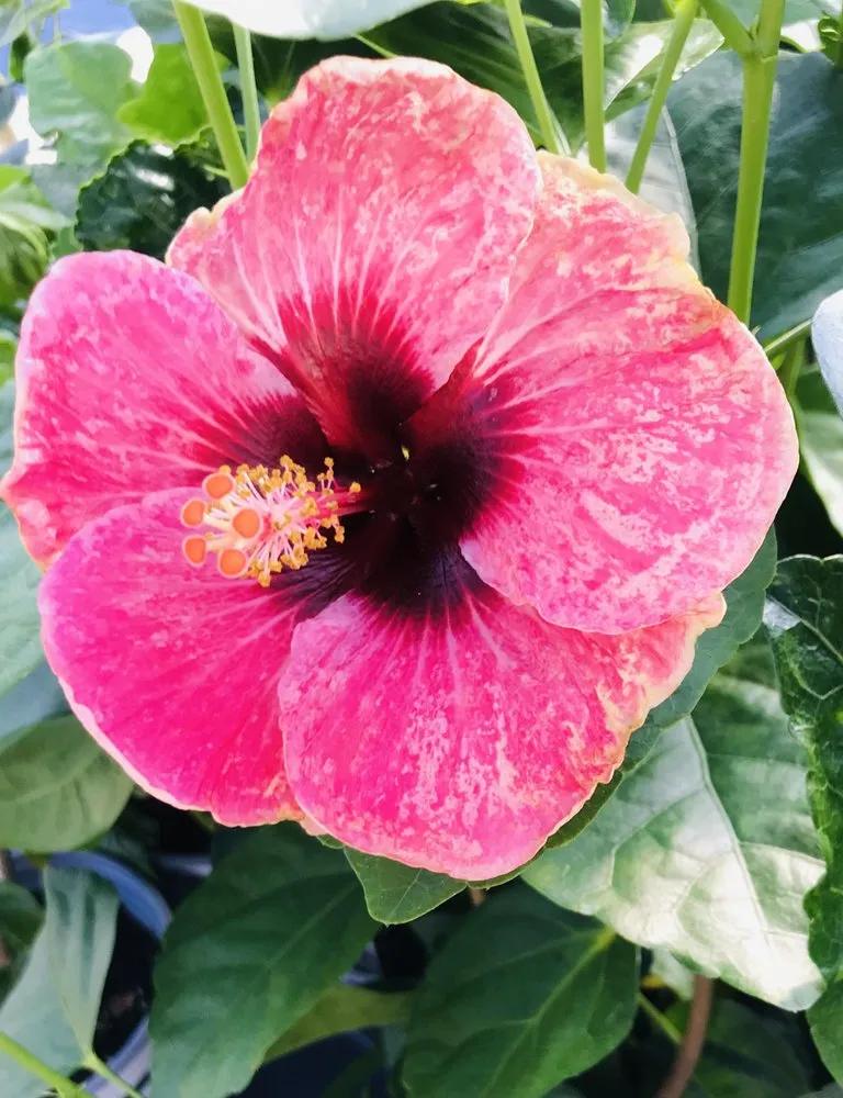 Top-rated landscaping services in Pensacola, FL by Pensacola Seed & Garden North