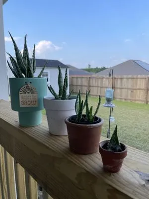 Pensacola Seed & Garden North Logo