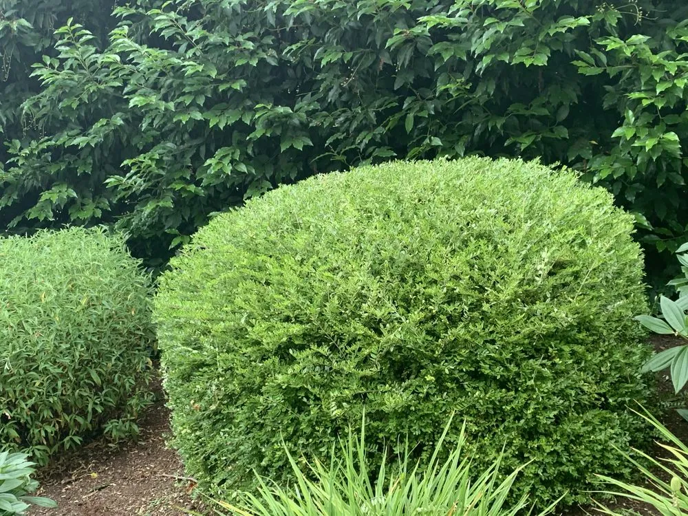 Custom residential landscaping for homes in Oregon City, OR by Pensmore landscaping