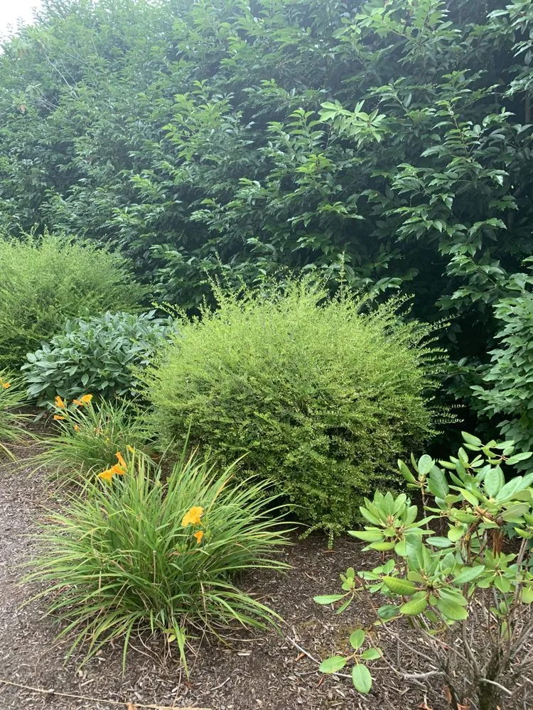 Reliable landscaping services in Oregon City, OR - Pensmore landscaping