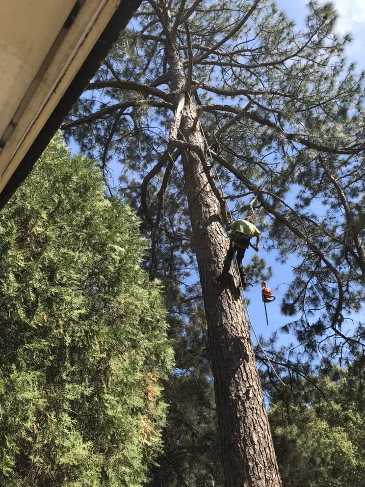 Local lawn care service for beautiful yards across Jackson, MS - People Place's Enterprise