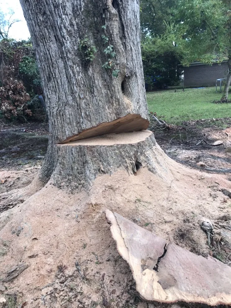 Top-rated yard cleanup service for outdoor upgrades across Jackson, MS - People Place's Enterprise