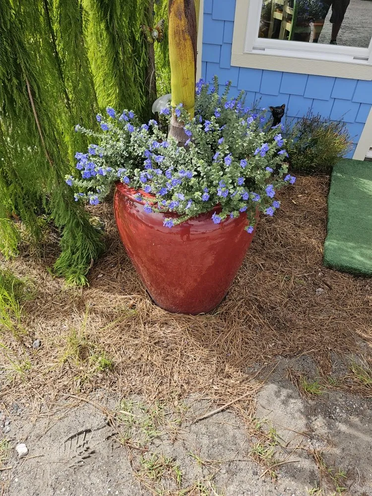 Trusted lawn mowing service in Panama City, FL - Peoples Lawn & Irrigation